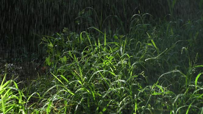 清晨阳光下的绿色公园