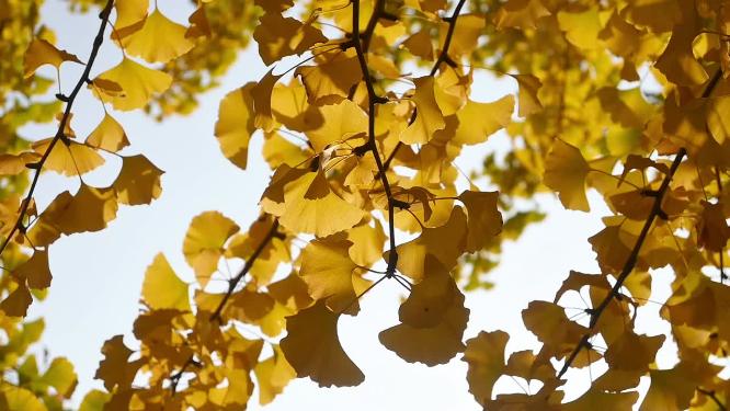 阳光下低垂的银杏树叶随风摇曳