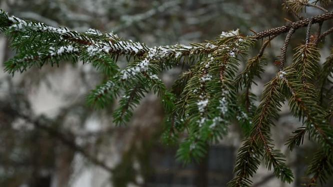 冬天初雪大雪纷飞，雪花落满了枝头