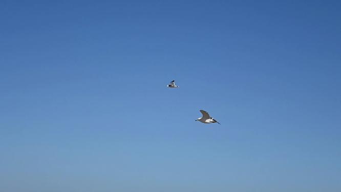 蓝天大海沙滩海鸥飞翔慢动作生态保护