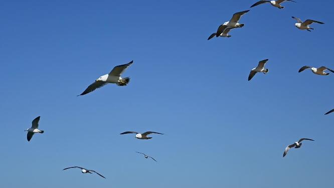 蓝天海鸥飞翔慢动作生态保护