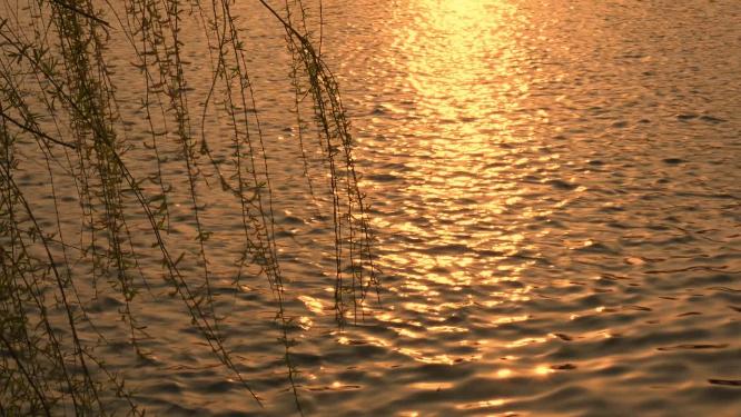 傍晚金色阳光洒在水面上波光粼粼