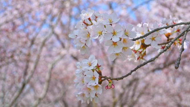 春天盛开的樱花树花朵随风摇曳
