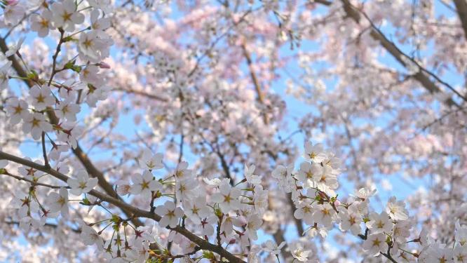 春天蓝色天空背景和盛开的樱花树