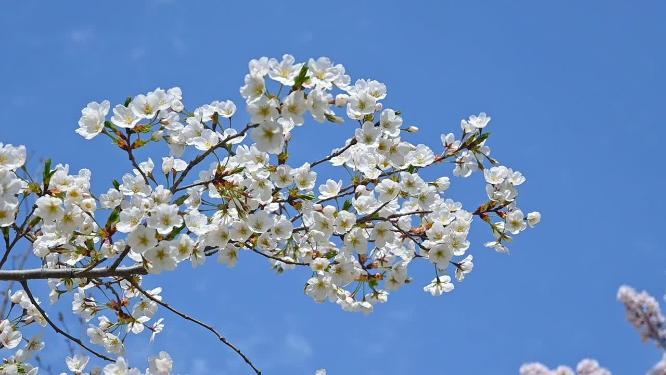 春天蓝色天空背景和盛开的樱花树慢镜头