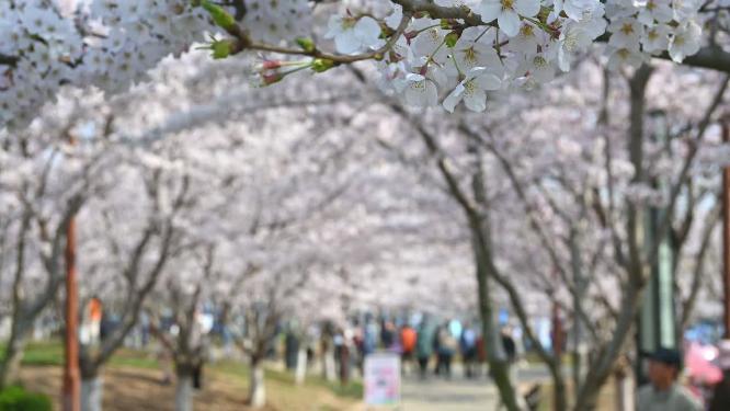 春天盛开的樱花树和观赏樱花的游客