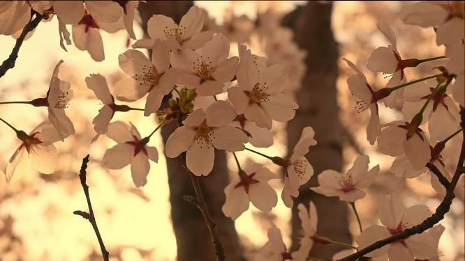 春天夕阳下阳光下逆光的樱花慢镜头