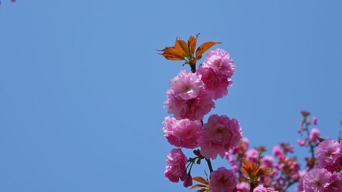 春天盛开的樱花树粉红樱花随风摇曳