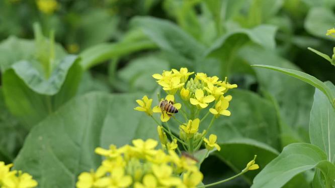 菜花油菜花蜜蜂采蜜