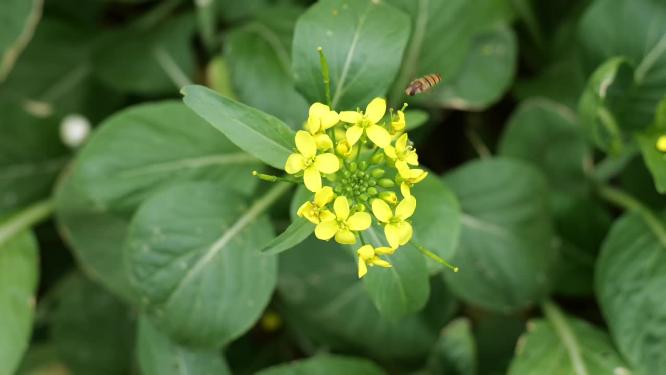 菜花油菜花蜜蜂采蜜