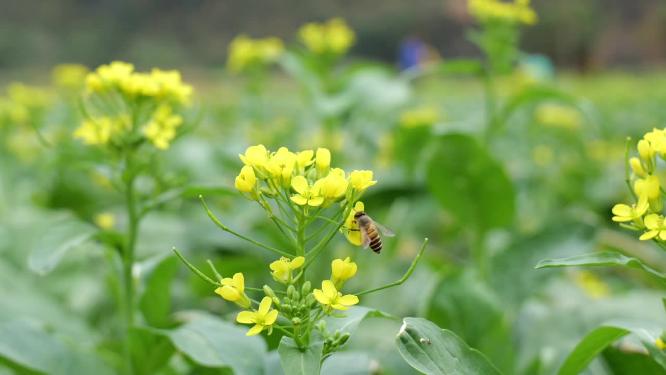 菜花油菜花蜜蜂采蜜