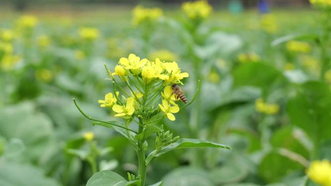 菜花油菜花蜜蜂采蜜