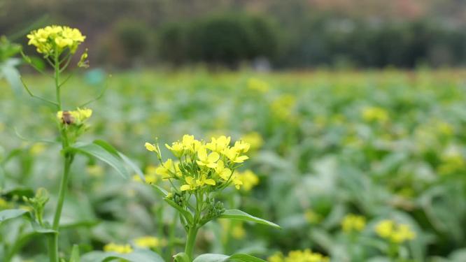 菜花油菜花蜜蜂采蜜