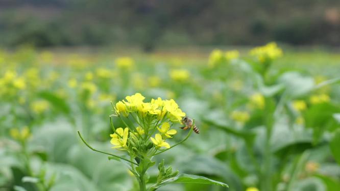 菜花油菜花蜜蜂采蜜