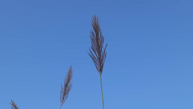 秋天芦苇荡素材
