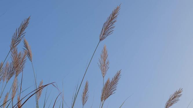 秋天芦苇荡素材