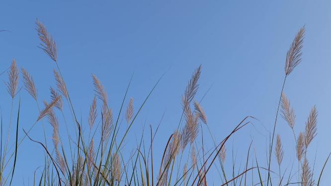 秋天芦苇荡素材