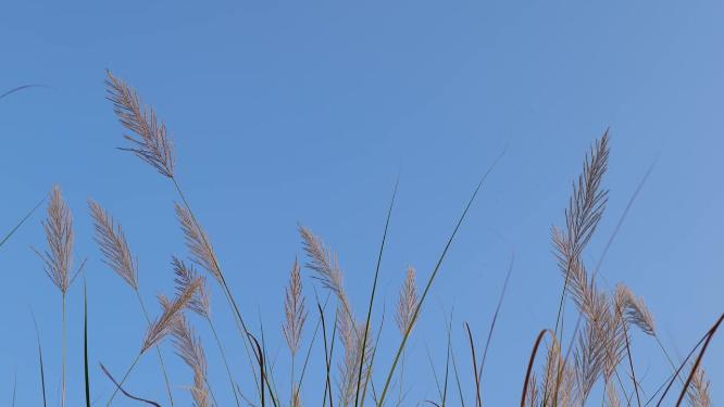 秋天芦苇荡素材