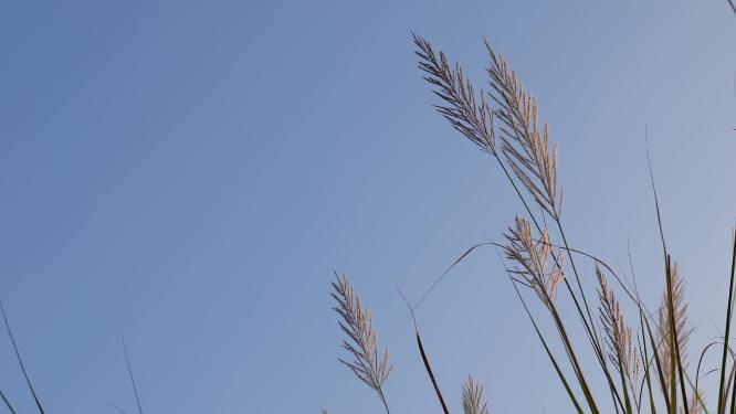 秋天芦苇荡素材