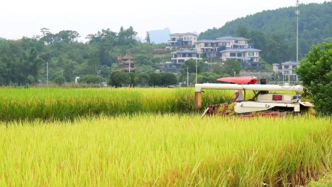 机械化收割稻谷