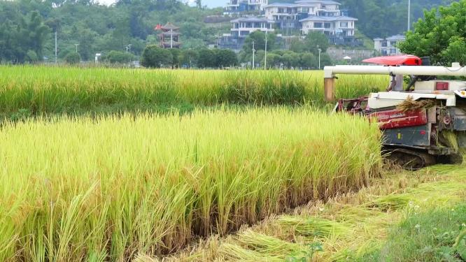 机械化收割稻谷