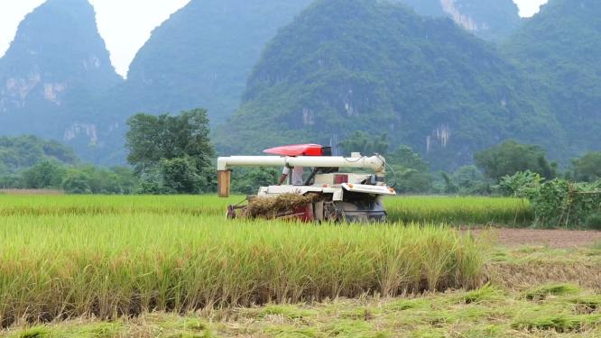 机械化收割稻谷