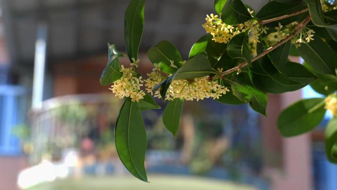 桂花