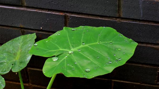 叶子上的雨滴