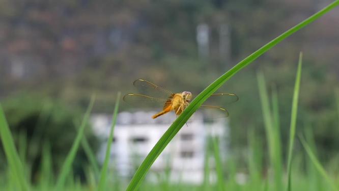一组蜻蜓特写合集
