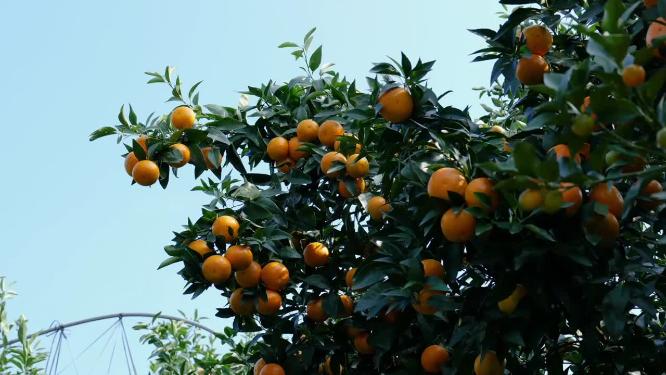 树上的柑橘实拍