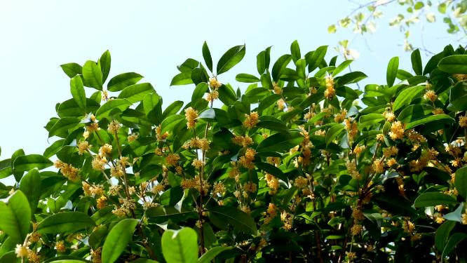 桂花