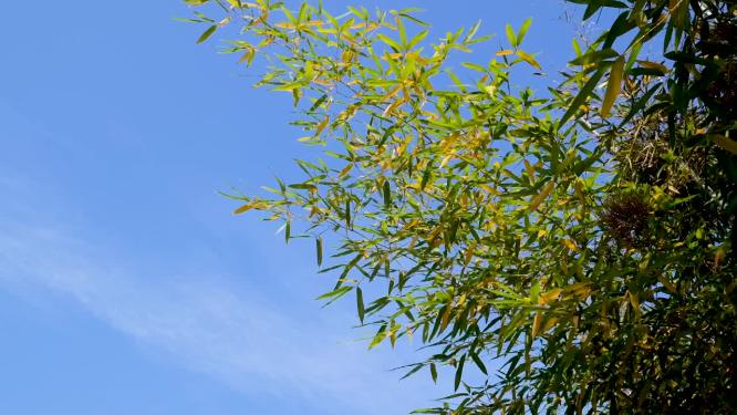  风吹竹林竹叶飘动竹子