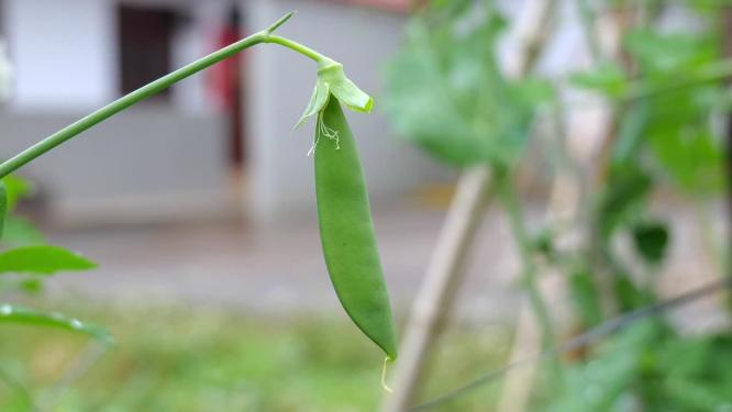 豌豆