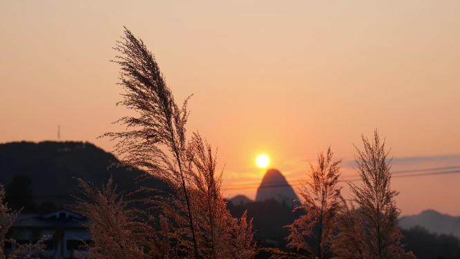 唯美夕阳芦苇