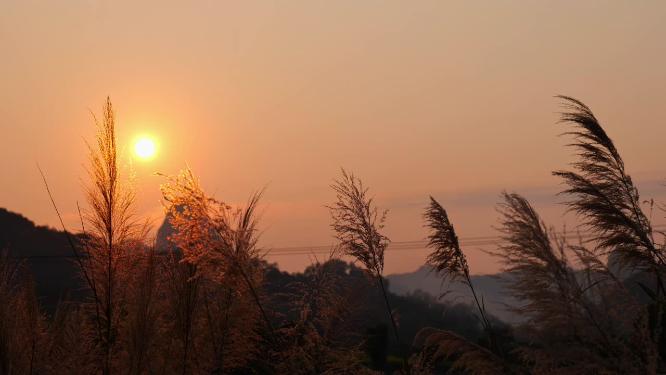 唯美夕阳芦苇