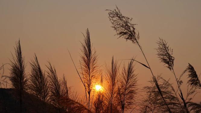 唯美夕阳芦苇