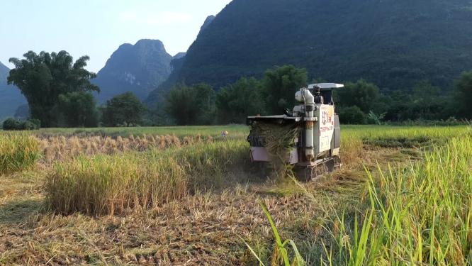 收割机收割水稻