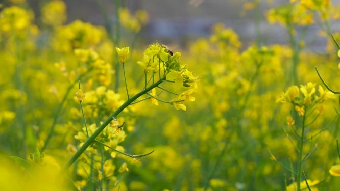 菜花蜜蜂蜜蜂蜜蜂菜花昆虫野油蜂蜜蜂