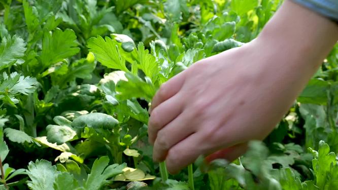 茼蒿采摘