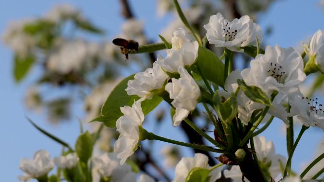 梨花开与蜜蜂