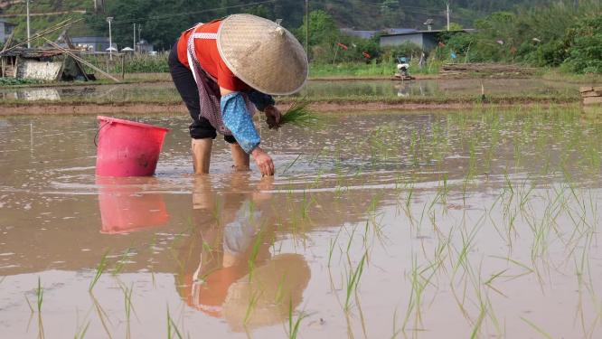 农民插秧乡村生活种田