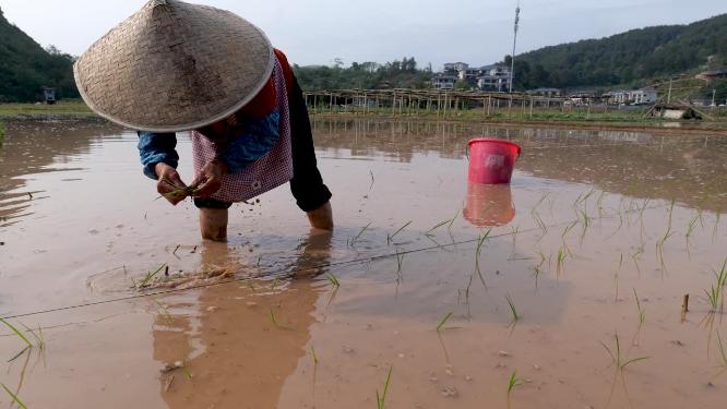 农民插秧乡村生活种田
