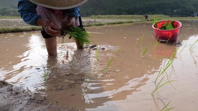 农民插秧乡村生活种田