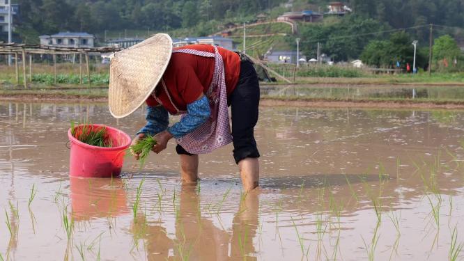 农民插秧乡村生活种田