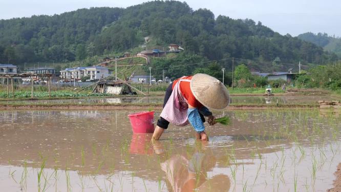 农民插秧乡村生活种田