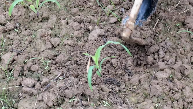 田地里农民种植玉米
