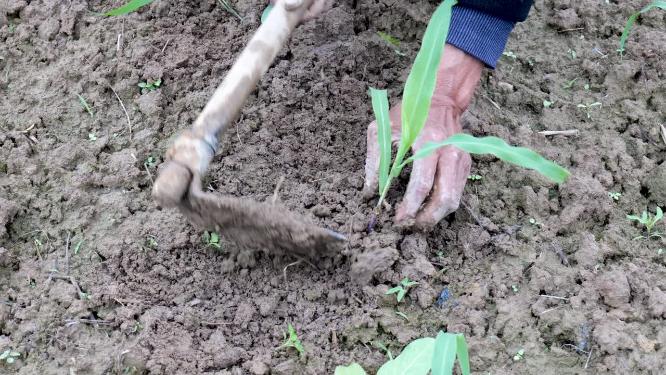 田地里农民种植玉米