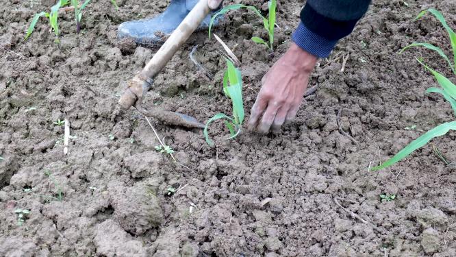 田地里农民种植玉米
