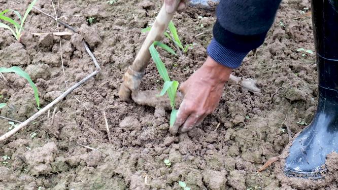 田地里农民种植玉米