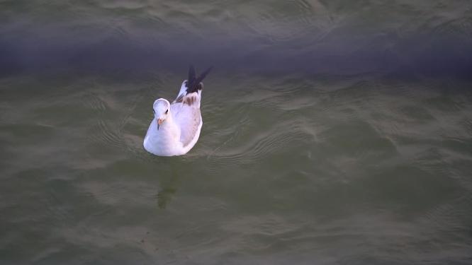 深圳湾海鸥过冬